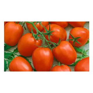 Rote Herztomate San Tonio *Jungpflanze Limited 1