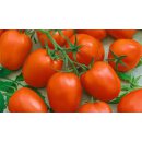 Rote Herztomate San Tonio *Jungpflanze Limited 1