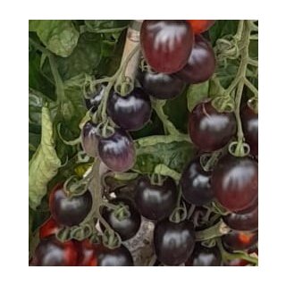 Schwarze Cocktailtomate Black Moon *Jungpflanze Limited 1