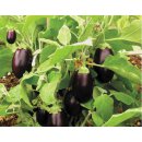 Stachelfreie Mini-Aubergine *Jungpflanze Limited 2