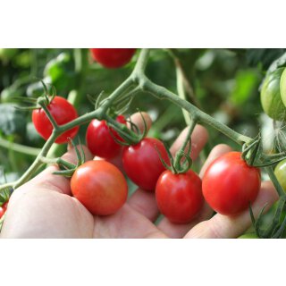 Längliche Kirschtomate Umamini *Jungpflanze Limited 2