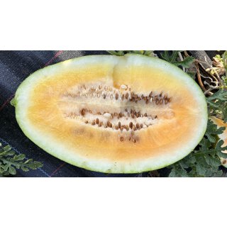 Gelbe Wassermelone Solopoly *Jungpflanze Limited 2