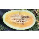 Gelbe Wassermelone Solopoly *Jungpflanze Limited 2