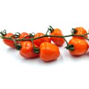 Orange Tomate Appleberry Orange *Jungpflanze Limited 2